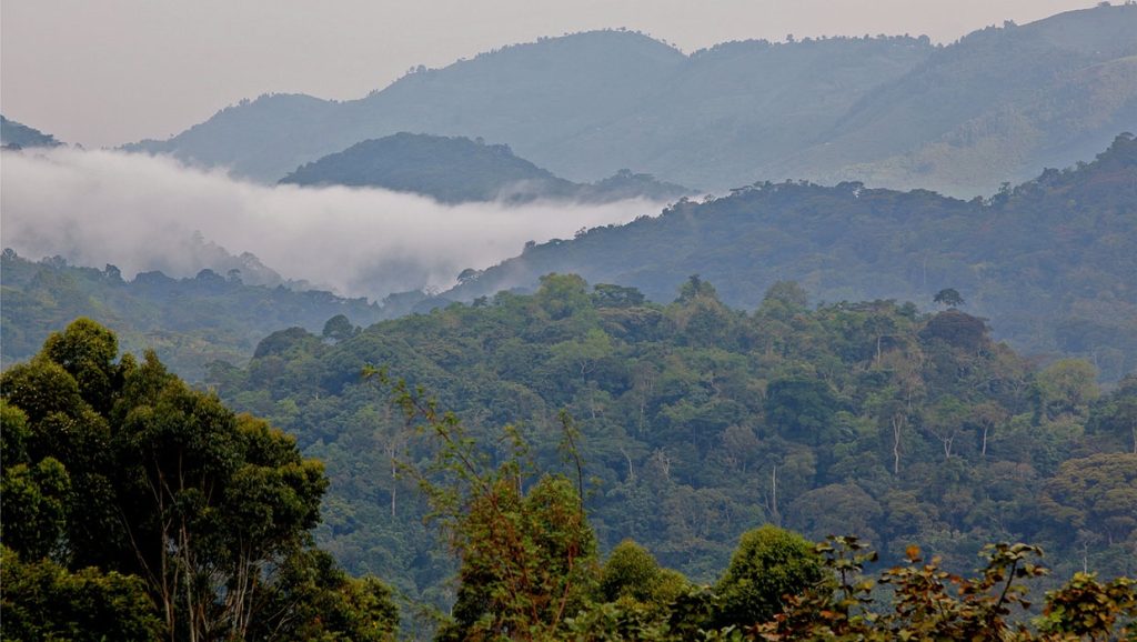 Bwindi Impenetrable Forest, Uganda natural treasures